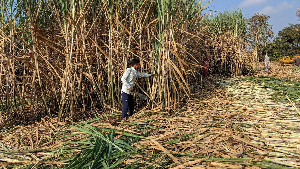 Sugar mill owners to start early crushing under fear of ED probe: Farmers’ leader Raju Shetti