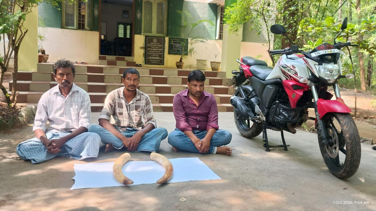 Gang held for possession of two elephant tusks in Vellore